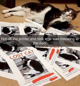Caption: Hot off the printer and look who was meowing at the door. Photo of a gray and white cat reclining, and licking a front paw, on a pile of LOST CAT flyers with his picture on it.