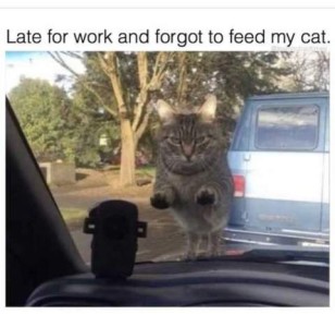 Photo taken through the windshield, from the driver's seat of a car, of a cat on the hood, front paws on the window, glaring in. Caption: Late for work and forgot to feed my cat.