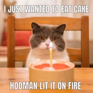 Cat sitting on a chair, a small birthday cake on the table in front of him; he doesn't look very happy. Caption: I just wanted to eat cake. Hooman lit it on fire.