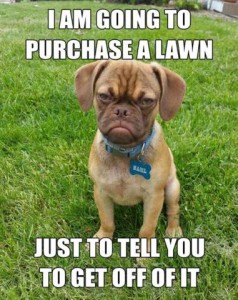 Grumpy looking puppy sitting on the grass looking angry. Text: I am going to purchase a lawn just to tell you to get off of it.