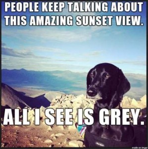 A bored looking black dog atop a mountain with spectacular scenery in the background. Text: People keep talking about this amazing sunset view. All I see is grey.