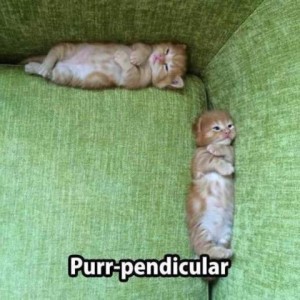 Two tiny yellow kittens, laying on their backs, one where the seat cushion meets the arm and one where it meets the back of a green chair; their heads are both toward the corner of the seat. Caption: Purr-pendicular