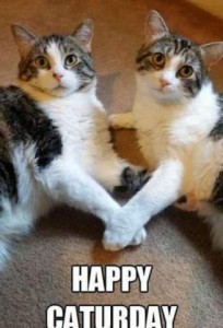 Photo of 2 cats, mirror images of each other, mostly white and gray. They are laying on a tan carpet, facing each other but looking at the camera, their paws touching between them.