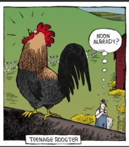Cartoon titled "Teenage Rooster". A rooster is crowing up on a fence, as the farmer looks at his watch in the background, thinking, "Noon already?"