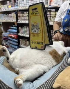 Photo in a pet store of a huge white and yellow cat laying on his back on a dog bed. Atop his stomach is a sign with a drawing of a cat's face, and some asian printing, with the phrase in English, "Caution! Fat belly!"