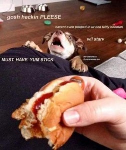 Photo of a brown and tan dog, front feet on the crossed leg of someone holding a hot dog. The dog's mouth is open head slightly back, and there are words and phrases surrounding him: "gosh heckin PLEESE" "havent even puuped in ur bed laitly hooman" "wil starv" "MUST. HAVE. YUM STICK" the darkness is come over me"