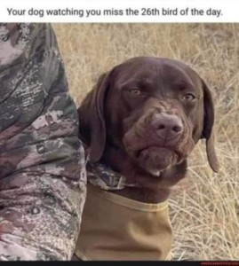 A chocolate lab wearing a tan coat, sitting next to someone's arm dressed in camoflage. The dog has his nose scrunched up in a disdainful sneer. Caption: You dog watching you miss the 26th bird of the day.