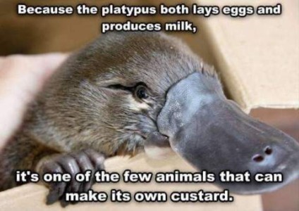 A close up photo of a platypus' face. Caption: Because the platypus both lays eggs and produces milk, it's one of the few animals that can make its own custard.