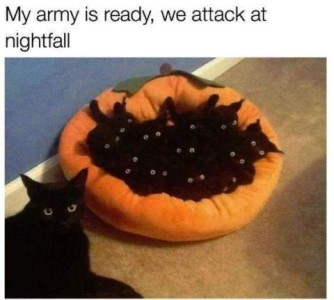 A black cat looking at the camera. Next to her is an orange stuffed pumpkin pet bed with 12 tiny black kittens in it, also looking up at the camera with round gray eyes. (I can't tell if they are real.) Caption: My army is ready, we attach at nightfall.