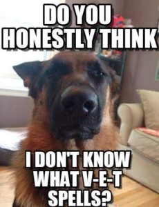 A closeup of a shepherd type dog looking at the camera, eyes slitted in suspicion, ears back. Caption: Do you honestly think I don't know what V-E-T spells?