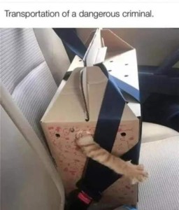 A box from the pet store or vet, made for carrying animals, is seat-belted in a car. There is a hole in the side, through which a cat's front leg is reaching out, toes and claws fully extended. Caption: Transportation of a dangerous criminal.