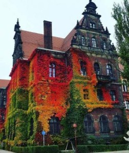 Spectacular photo of a Victorian building - a mansion perhaps - covered with vines that are splendid with sections of bright red, sections of bright yellow, sections of bright orange, and sections of various shades of green. These cover almost all of the brickwork, leaving only the roof and architectural details at the top showing.