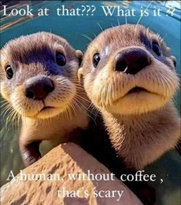 Close up of 2 little otters looking up at the camera. One is saying, "Look at that??? What is it??" and the reply is "A human, without coffee, that's scary"