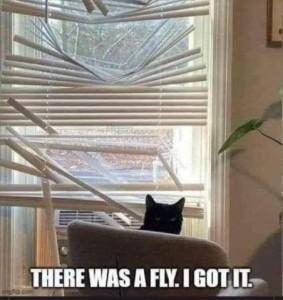 Photo of a black cat, his head looking over the back of a chair; behind him is a window with venetian blinds, most of them broken. Caption: There was a fly. I got it.