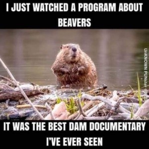 A photo of a beaver on a dam at the edge of the water. Caption: I just watched a program about beavers. It was the best dam documentary I've ever seen.