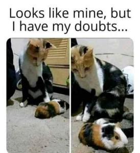 photo shows two frames of a vividly colored calico cat sitting down on a carpet, looking at a vividly colored calico guinea pig. Caption: Looks like mine, but I have my doubts.