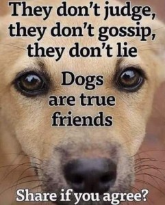 A closeup of a sweet tan dog's face with caption over it. They don't judge, they don't gosspi, they don't lie. Dogs are true friends. Share if you agree?