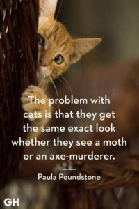 A photo of a yellow tabby cat peeking around the side of a basket. Caption: The problem with cats is that they get the same exact look whether they see a moth or an axe murderer. Paula Poundstone
