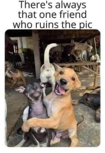 Photo of a bunch of dogs playing in the background with 2 dogs hugging and smiling at the camera in the foreground; directly behind them is the rear end of a dog that is facing away. Caption: There's always that one friend who ruins the pic