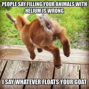Photo of a little fuzzy brown goat on jumping in the air, all 4 feet off the ground, facing away from the camera. Caption: People say filling your animals with helium is wrong. I say whatever floats your goat.