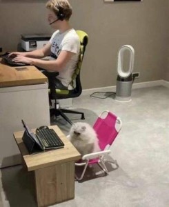 Photo of someone sitting at a desk at a computer, looking at the screen, wearing a headset. Next to the person is a tiny desk and chair. A fluffy white cat is sitting in the chair, looking at the tiny laptop sitting on the desk in front of him.