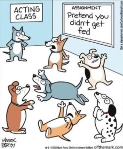 Cartoon of dogs in a room with one standing under a sign that says "ACTING CLASS" Six other dogs are in various poses such as clutching their throats, falling on the floor, and other dramatic poses. A board on the the wall has written on it, ASSIGNMENT: Pretend you didn't get fed.
