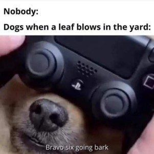 At the top: Dogs when a leaf blows in the yard. Then a photo of the face of a small dog, eyes covered with (what I believe is) a virtual reality headset. Caption: Bravo six going bark!