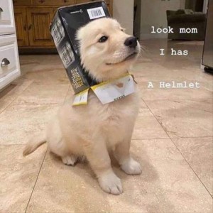 A fuzzy tan puppy with a box on his head, looking up at someone; caption: "Look mom, I had a helmlet"