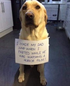 A yellow lab is wearing a sign around his neck that says, "I made my dad jump when I farted while he was watching a horror film."