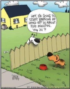 One dog is talking to another dog over the fence, telling him, "Hey I'm going to start barking my head off in about five minutes, you in?"