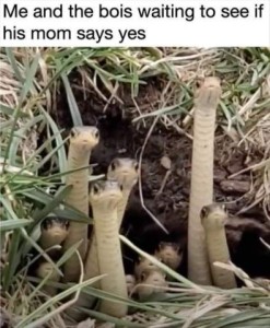 Photo of 11 worms standing on end, cute faces with big eyes, looking out of a hole in the ground. Caption: Me and the bois waiting to see if his mom says yes.
