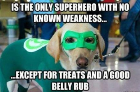 Photo of a yellow lab wearing a green body suit with some sort of white and lighter green emblem on the back, and a lighter green mask. Caption: Is the only superhero with no known weakness...except for treats and a good belly rub.