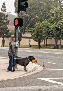 A man is standing at a street corner, waiting to cross, with his big black tough-looking bully type dog, holding a stuffed Winnie The Pooh in his mouth.