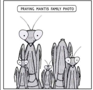 A drawing of 2 adult and 3 juvenile praying mantises...one of the adults is missing his head. Caption: Praying mantis family photo