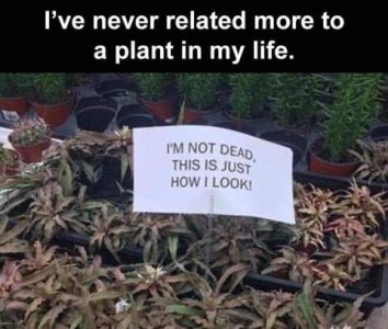 Photo of a flat of leafy plants that are sort of a gray-brown color, with a sign that says, "I'm not dead, this is just how I look!" Caption: I've never related more to a plant in my life!