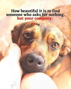 Charming photo of a brown dog looking sweetly up at the person behind the camera. Caption: How beautiful it is to find someone who asks for nothing but your company.