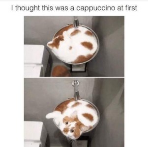 White cat with light brown spots is curled up in a bowl in the top photo. Caption: I thought this was a cappuccino at first. Bottom photo shows same cat, same position, but head up looking at the camera.