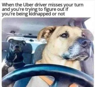 Photo of a brown dog behind a steering wheel, concentrating on driving. Black dog in the back seat is looking around with a questioning look on his face. Caption: When the Uber driver misses your turn and you're trying to figure out if you're being kidnapped or not.