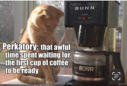 Photo of a yellow cat sitting on a countertop next to a coffee maker watching the drips. Caption: Perkatory: that awful time spent waiting for the first cup of coffee to be ready.