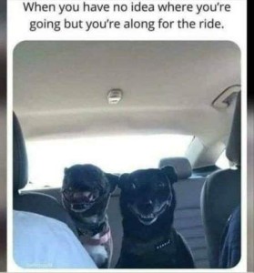 photo of two black dogs in the back seat of a car, with wide grins on their faces. Caption: When you have no idea where you're going but you're along for the ride.