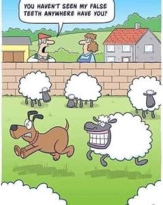 Cartoon showing 4 sheep, 3 are grazing and one is chasing the sheep dog who is running away with wide eyes and a scared expression as the sheep has its mouth open in a big toothy snarl. In the background a farmer is asking his wife, "You haven't seen my false teeth anywhere, have you?"