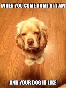 Photo of a cocker spaniel with half-closed eyes and messy hair. Caption When you come home at 1 a.m. and your dog is like...