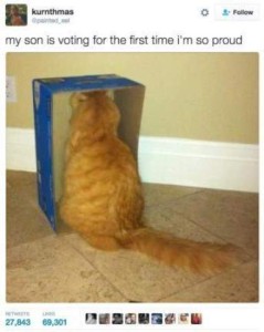 Photo of a shoe box, standing on end, with a yellow cat sitting in it facing the back. Caption: My son is voting for the first time, I'm so proud!