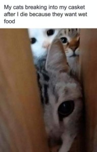 3 cats peeking through an opening, very close up photo. Caption: My cats breaking into my casket after I die because they want wet food.