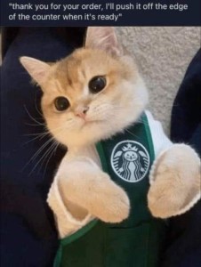 A soft yellow and white cat is wearing a miniature faux starbucks apron. Caption: "Thank you for your order, I'll push it off the edge of the counter when it's ready."
