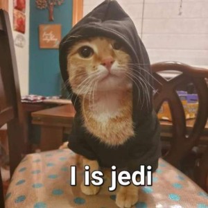 Photo of an adorable yellow cat wearing a black hoodie, looking at the camera. Text: I is Jedi