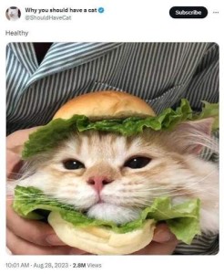 Screenshot of a social media post by Why you should have a cat, with the comment "healthy" Photo shows two hands holding hamburger buns with lettuce at the top and bottom and cat with his head in between.