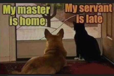 Photo of a corgi and a black cat, taken from behind, as they are both looking out through a screen door. Above the corgi are the words, "My master is home" and above the cat are the words, "My servant is late"