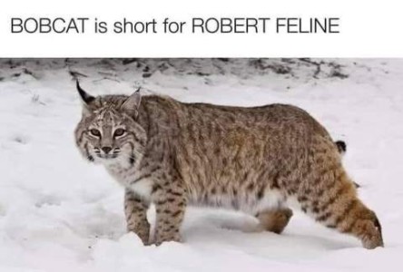 A photo of a large spotted wild cat with a short tail standing in the snow. Caption: BOBCAT is short for ROBERT FELINE.