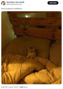 In a darkened room is a tiny yellow and white kitten laying in a bed, back against the pillow, huge comforter covering him up to the armpits, tiny front paws on top.